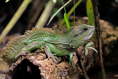 Green water dragon (Physignathus cocincinus), adult, on tree, alert, Southeast Asia, captive