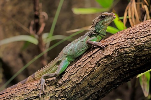 Green water dragon (Physignathus cocincinus), adult, on tree, alert, Southeast Asia, captive