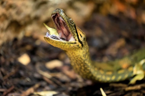 Common anaconda (Eunectes murinus), southern green anaconda, portrait, on ground, South America,