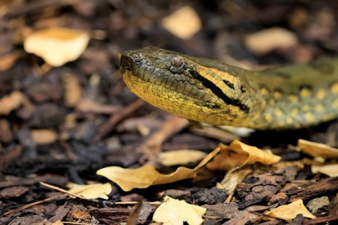Common anaconda (Eunectes murinus), southern green anaconda, portrait, on ground, South America,