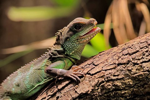 Green water dragon (Physignathus cocincinus), adult, on tree, alert, portrait, Southeast Asia,