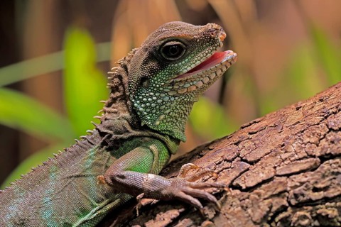 Green water dragon (Physignathus cocincinus), adult, on tree, alert, portrait, Southeast Asia,