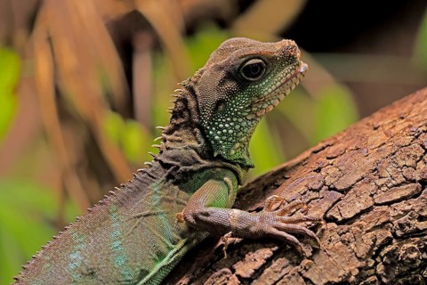 Green water dragon (Physignathus cocincinus), adult, on tree, alert, portrait, Southeast Asia,