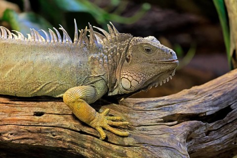 Green iguana (Iguana iguana), on tree, alert, portrait, South America, captive