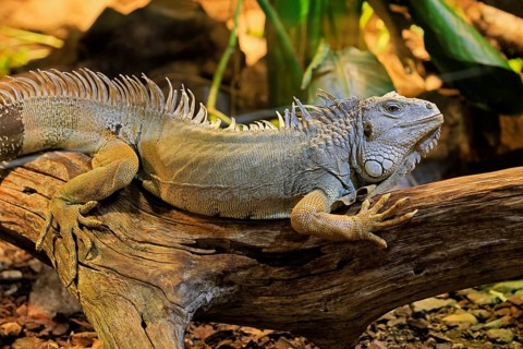 Green iguana (Iguana iguana), on tree, alert, South America, captive