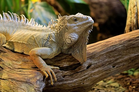 Green iguana (Iguana iguana), on tree, alert, portrait, South America, captive