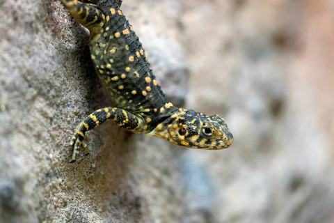 Hardun (Stellagama stellio), adult, rock, vigilant, portrait, Greece, Europe, captive