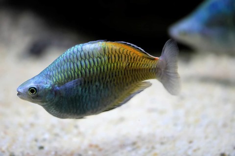 Harlequin rainbowfish (Melanotaenia boesemani), in water, foraging, swimming, captive, New Guinea,