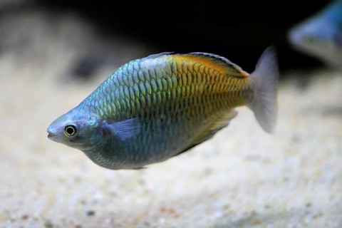 Harlequin rainbowfish (Melanotaenia boesemani), in water, foraging, swimming, captive, New Guinea,