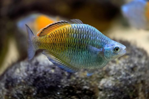 Harlequin rainbowfish (Melanotaenia boesemani), in water, foraging, swimming, captive, New Guinea,