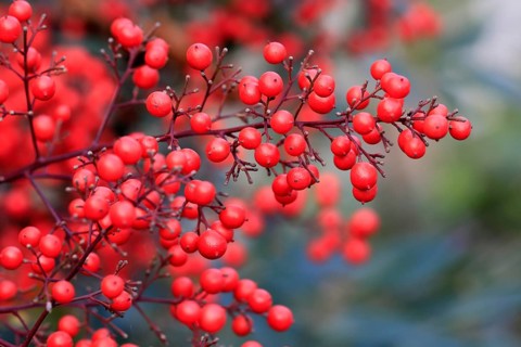 Sky bamboo (Nandina domestica) shrub, berries, fruits, red, barberry plant, evergreen, in autumn,
