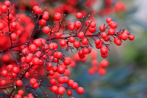 Sky bamboo (Nandina domestica) shrub, berries, fruits, red, barberry plant, evergreen, in autumn,