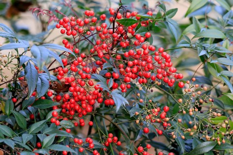 Sky bamboo (Nandina domestica) shrub, berries, fruits, red, barberry plant, evergreen, in autumn,