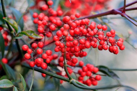 Sky bamboo (Nandina domestica) shrub, berries, fruits, red, barberry plant, evergreen, in autumn,