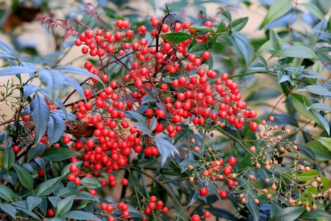 Sky bamboo (Nandina domestica) shrub, berries, fruits, red, barberry plant, evergreen, in autumn,