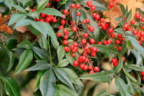 Sky bamboo (Nandina domestica) shrub, berries, fruits, red, barberry plant, evergreen, in autumn,