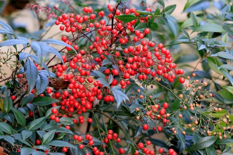 Sky bamboo (Nandina domestica) shrub, berries, fruits, red, barberry plant, evergreen, in autumn,