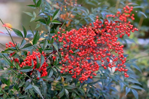 Sky bamboo (Nandina domestica) shrub, berries, fruits, red, barberry plant, evergreen, in autumn,