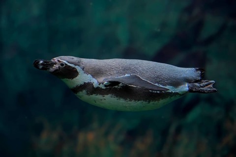 Humboldt Penguin (Spheniscus humboldti), Humboldt Penguin, adult, in the water, swimming, foraging,