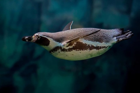 Humboldt Penguin (Spheniscus humboldti), Humboldt Penguin, adult, in the water, swimming, foraging,