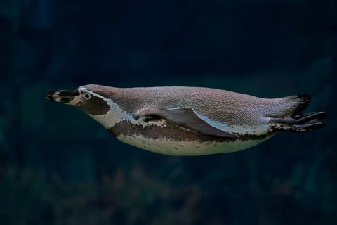 Humboldt Penguin (Spheniscus humboldti), Humboldt Penguin, adult, in the water, swimming, foraging,