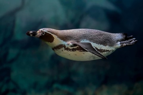 Humboldt Penguin (Spheniscus humboldti), Humboldt Penguin, adult, in the water, swimming, foraging,