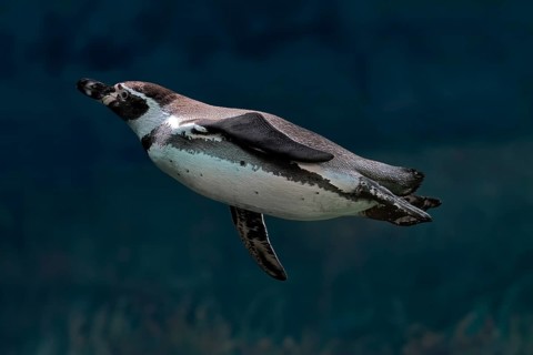 Humboldt Penguin (Spheniscus humboldti), Humboldt Penguin, adult, in the water, swimming, foraging,