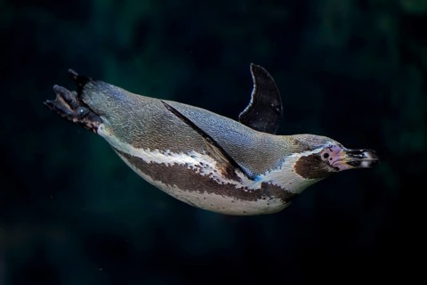 Humboldt Penguin (Spheniscus humboldti), Humboldt Penguin, adult, in the water, swimming, foraging,