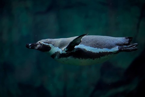 Humboldt Penguin (Spheniscus humboldti), Humboldt Penguin, adult, in the water, swimming, foraging,