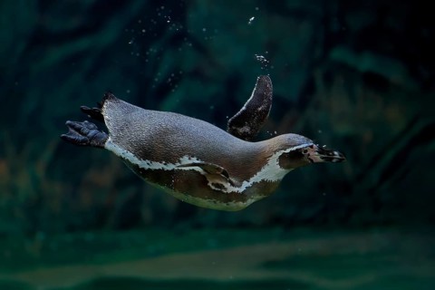 Humboldt Penguin (Spheniscus humboldti), Humboldt Penguin, adult, in the water, swimming, foraging,