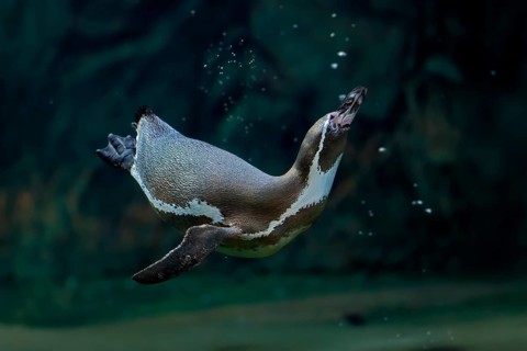 Humboldt Penguin (Spheniscus humboldti), Humboldt Penguin, adult, in the water, swimming, foraging,