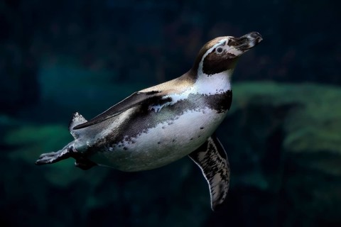 Humboldt Penguin (Spheniscus humboldti), Humboldt Penguin, adult, in the water, swimming, foraging,