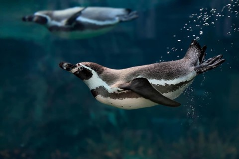 Humboldt Penguin (Spheniscus humboldti), Humboldt Penguin, adult, in the water, swimming, foraging,