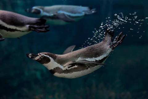 Humboldt Penguin (Spheniscus humboldti), Humboldt Penguin, adult, in the water, swimming, foraging,