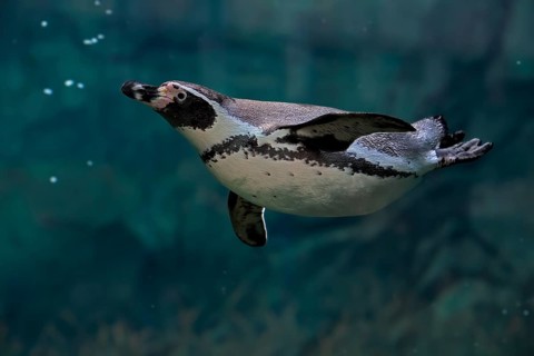 Humboldt Penguin (Spheniscus humboldti), Humboldt Penguin, adult, in the water, swimming, foraging,