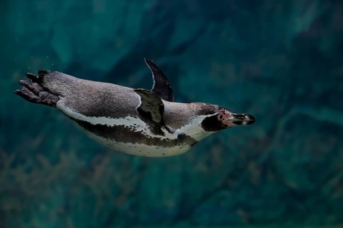 Humboldt Penguin (Spheniscus humboldti), Humboldt Penguin, adult, in the water, swimming, foraging,
