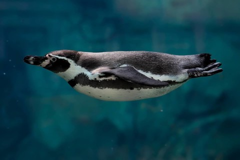 Humboldt Penguin (Spheniscus humboldti), Humboldt Penguin, adult, in the water, swimming, foraging,