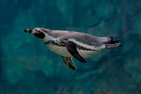 Humboldt Penguin (Spheniscus humboldti), Humboldt Penguin, adult, in the water, swimming, foraging,