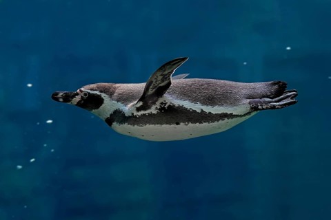 Humboldt Penguin (Spheniscus humboldti), Humboldt Penguin, adult, in the water, swimming, foraging,