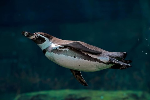 Humboldt Penguin (Spheniscus humboldti), Humboldt Penguin, adult, in the water, swimming, foraging,