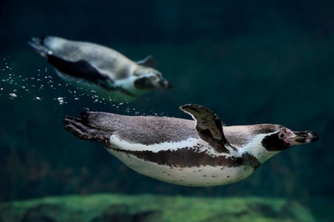 Humboldt Penguin (Spheniscus humboldti), Humboldt Penguin, adult, in the water, swimming, foraging,