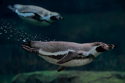 Humboldt Penguin (Spheniscus humboldti), Humboldt Penguin, adult, in the water, swimming, foraging,