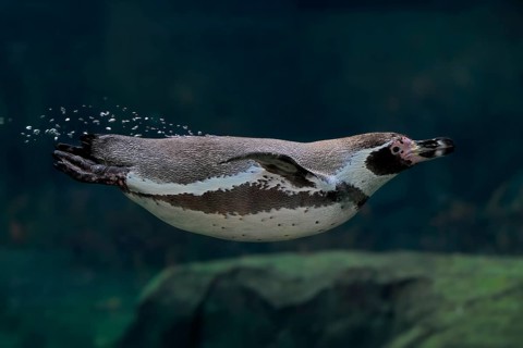 Humboldt Penguin (Spheniscus humboldti), Humboldt Penguin, adult, in the water, swimming, foraging,