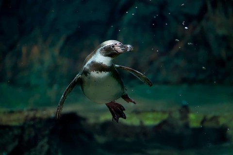 Humboldt Penguin (Spheniscus humboldti), Humboldt Penguin, adult, in the water, swimming, foraging,