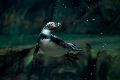 Humboldt Penguin (Spheniscus humboldti), Humboldt Penguin, adult, in the water, swimming, foraging,