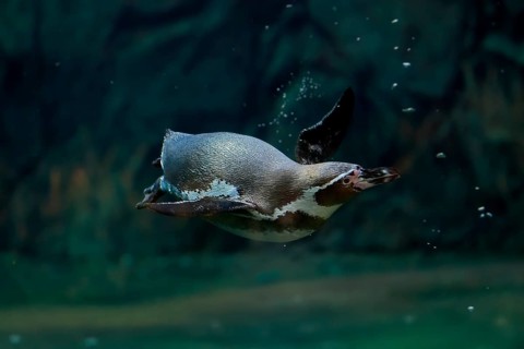 Humboldt Penguin (Spheniscus humboldti), Humboldt Penguin, adult, in the water, swimming, foraging,