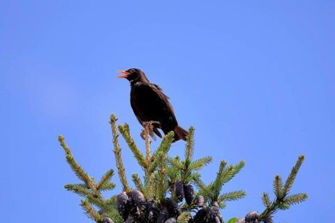Blackbird (Turdus merula), black thrush, adult, male, on tree, singing, fir tree, Rhineland