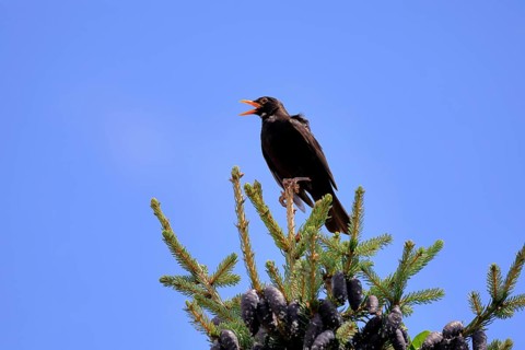 Blackbird (Turdus merula), black thrush, adult, male, on tree, singing, fir tree, Rhineland