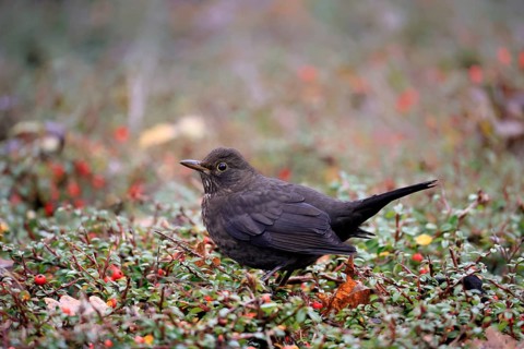 Blackbird (Turdus merula), Black Thrush, adult, female, on hedge, vigilant, Rhineland Palatinate,