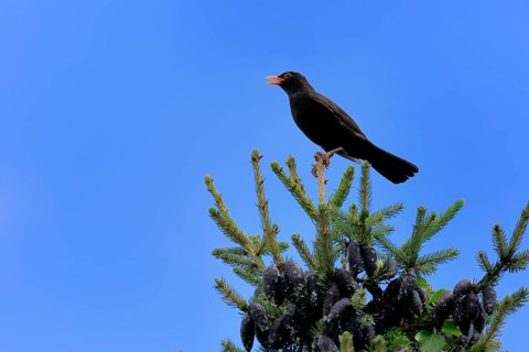 Blackbird (Turdus merula), black thrush, adult, male, on tree, singing, fir tree, Rhineland